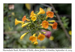 Marmalade Bush