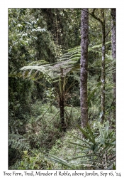 Tree Fern