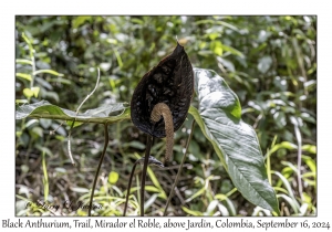 Black Anthurium