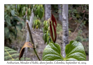 Anthurium