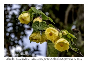 Abutilon species