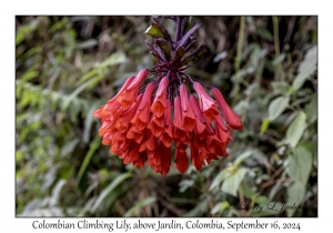 Colombian Climbing Lily