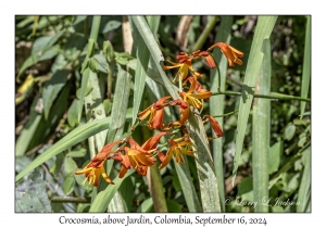 Crocosmia