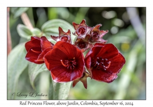 Red Princess Flower