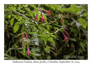 Fuchsia species