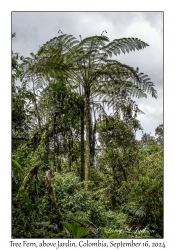 Tree Fern