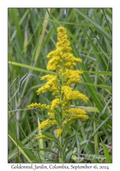 Goldenrod