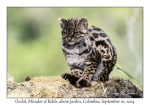 Ocelot