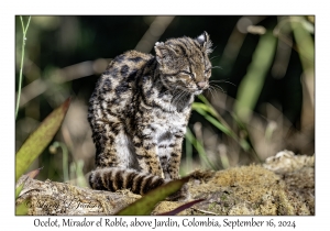 Ocelot