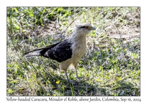 Yellow-headed Caracara