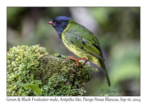 Green-and-Black Fruiteater male
