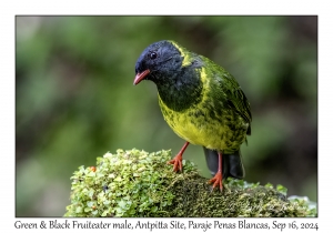 Green-and-Black Fruiteater male