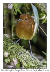 Chami Antpitta