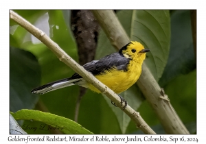 Golden-fronted Redstart
