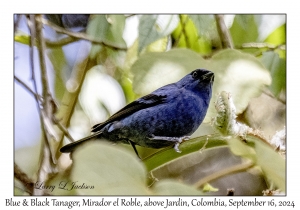 Blue & Black Tanager