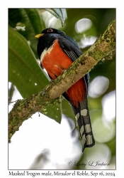 Masked Trogon male