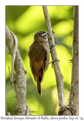 Streaked Xenops