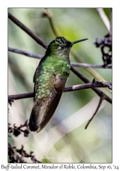 Buff-tailed Coronet