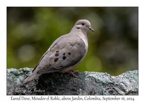 Eared Dove