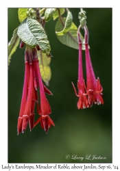 Lady's Eardrops