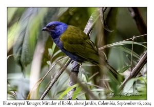 Blue-capped Tanager
