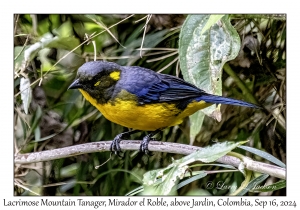 Lacrimose Mountain Tanager