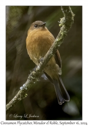 Cinnamon Flycatcher
