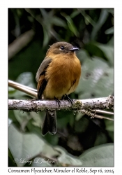 Cinnamon Flycatcher