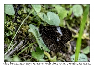 White-bar Mountain Satyr