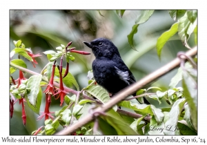 White-sided Flowerpiercer male