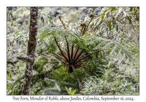 Tree Fern