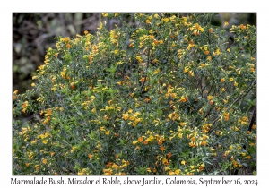 Marmalade Bush