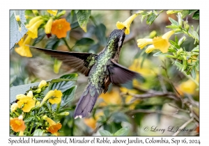 Speckled Hummingbird