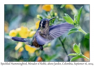 Speckled Hummingbird