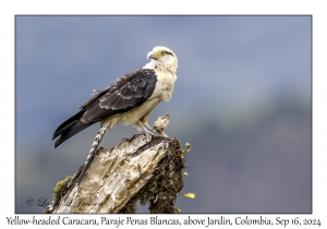 Yellow-headed Caracara