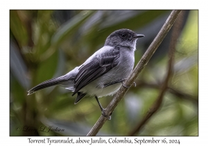Torrent Tyrannulet
