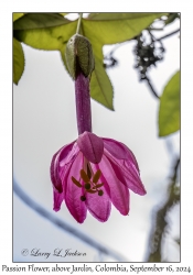 Passion Flower