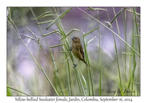 Yellow-bellied Seedeater female
