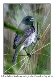Yellow-bellied Seedeater male