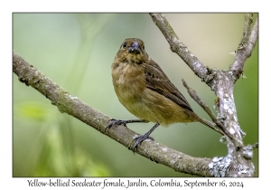 Yellow-bellied Seedeater female