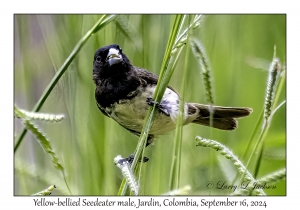 Yellow-bellied Seedeater male
