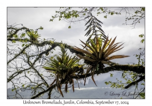 Unknown Bromeliads