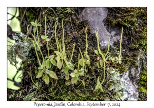 Peperomia species