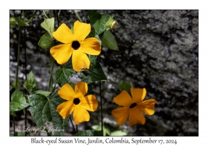 Black-eyed Susan Vine