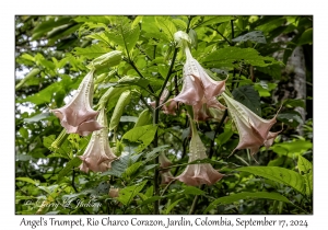 Angel's Trumpet