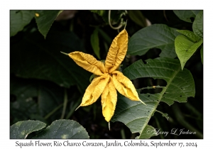 Squash Flower