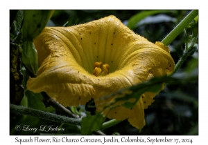 Squash Flower