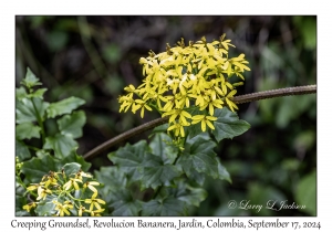 Creeping Groundsel