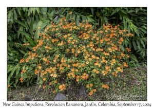 New Guinea Impatiens