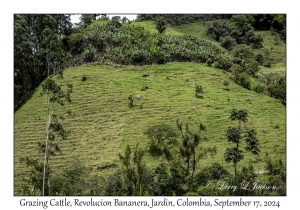 Grazing Cattle